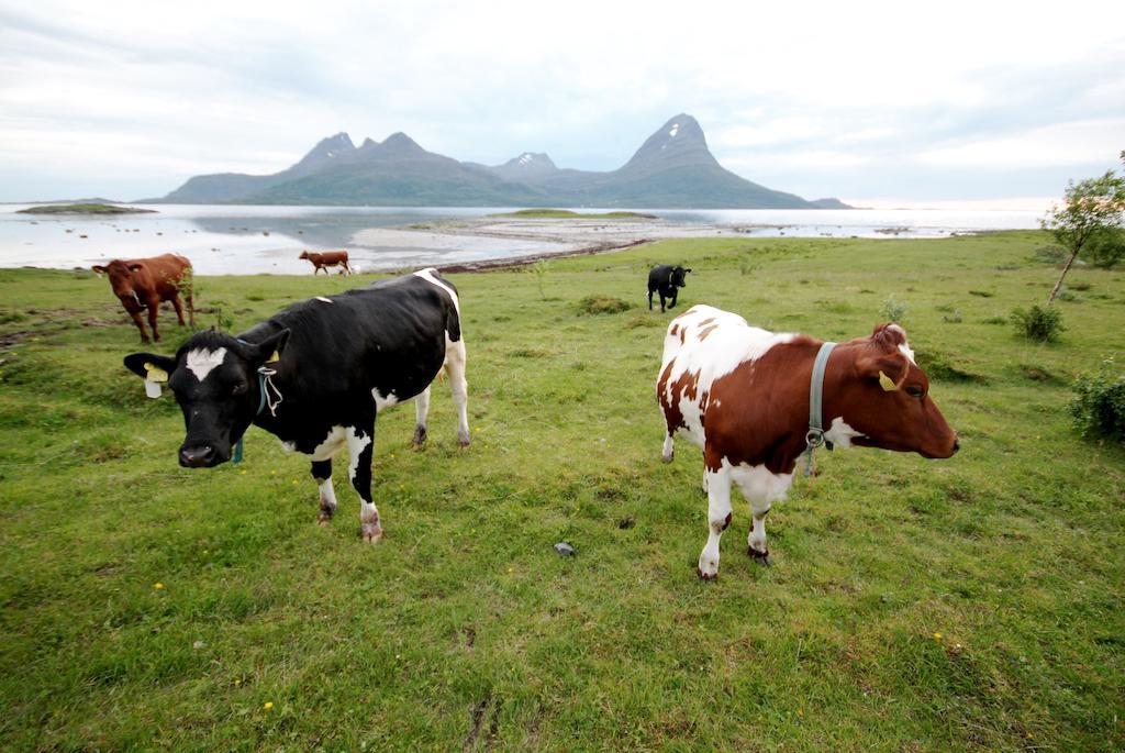 Topcamp Havblikk - Helgeland Nesna 外观 照片